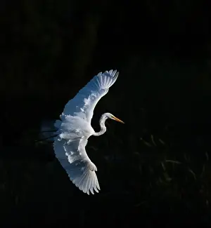 Long Legs Prints: A beautiful great white egret flying over the lake in south Ontario of Canada