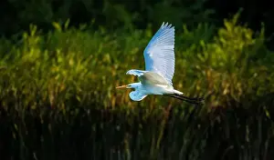 Long Legs Prints: A beautiful great white egret flying over the lake in south Ontario of Canada