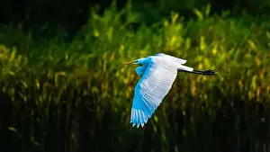 Long Legs Prints: A beautiful great white egret flying over the lake in south Ontario of Canada