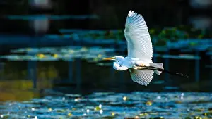 Long Legs Prints: A beautiful great white egret flying over the lake in south Ontario of Canada