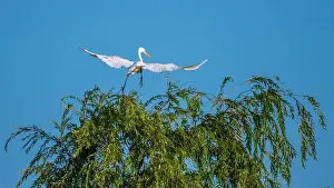 Long Legs Prints: A beautiful great white egret lading on a willow tree in south Ontario of Canada