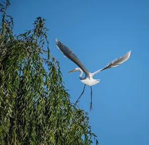 Long Legs Prints: A beautiful great white egret lading on a willow tree in south Ontario of Canada