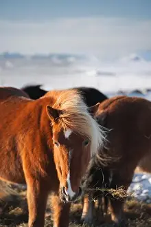 Golden Light Prints: A beautiful Icelandic horse with a blonde mane feeds in the golden light of a winter afternoon