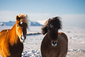 Two beautiful Icelandic horses