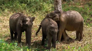 Sri Lanka Prints: Beautiful Images of Asian elephant in wild / in kerala forest / Periyar tiger reserve / baby elephant / Western Ghats