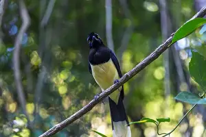 Wildlife Animals Prints: Beautiful jay sitting on the table