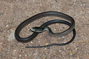 Venomous Prints: A beautiful juvenile black mamba (Dendroaspis polylepis)