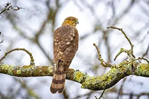 Coopers Hawk Prints: Beautiful juvenile Coopers Hawk close up portrait on the tree