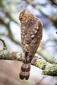 Coopers Hawk Prints: Beautiful juvenile Coopers Hawk close up portrait on the tree