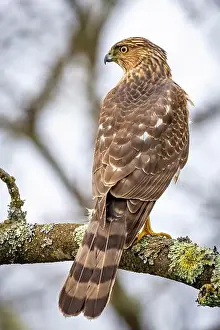 Coopers Hawk Prints: Beautiful juvenile Coopers Hawk close up portrait on the tree