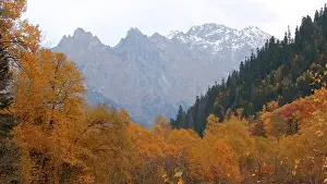 Forest Mountain Prints: Beautiful landscape with autumn forest in mountain valley and peaks on horizon