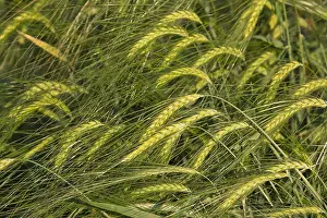 Barley Prints: Beautiful landscape of Barley field at sunset time