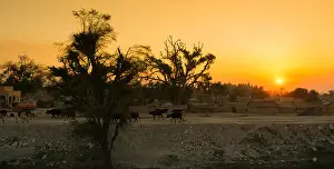 Village Life Prints: beautiful landscape image of sunset over a village in Punjab