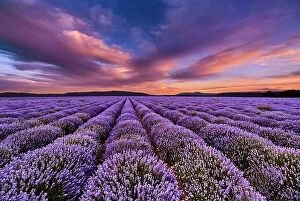 June Collection: Beautiful landscape with lavender field and colorful sky at sunset