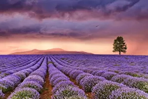 Beautiful landscape with lavender field and colorful sky at sunset
