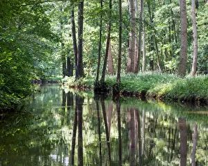 Biosphere Prints: Beautiful landscape view of trees