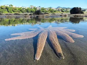 Tidal Prints: Beautiful, large starfish in shallow waters at Oakura Beach in Taranaki, New Zealand