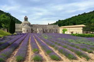 Scent Prints: Most beautiful lavender field in Provence