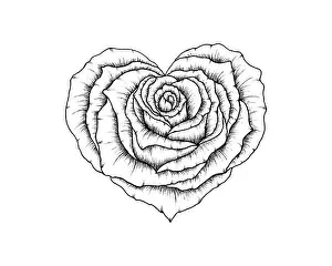 Valentines Day Prints: Beautiful line art rose heart drawing isolated on white