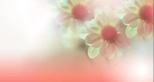 Nature Collection: Beautiful Macro Photo.Daisy Flowers.Floral Art Design.Close up Photography.Conceptual Abstract