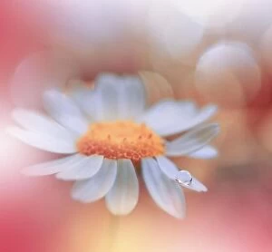 Nature Collection: Beautiful Macro Photo.Dream Flowers.Floral Art Design.Magic Light.Close up Photography.Conceptual