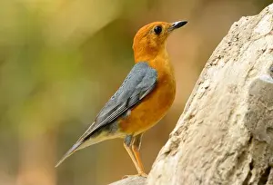 Leafs Prints: beautiful male Orange-headed Thrush (Zoothera citrina) in Thailand