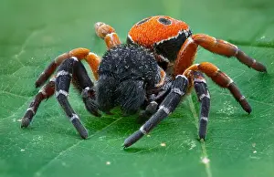 Caucasus Prints: A beautiful male of a velvet spider (Eresus kollari)