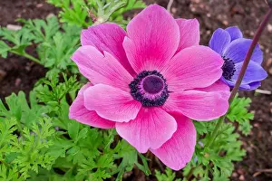 Anemone Prints: beautiful natural background in summer garden