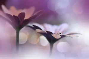 Beautiful Nature Background.Amazing Spring Flowers.Water drop.Extreme close up macro photography.Abstract Fantasy Art.Artistic Creative Wallpaper.Pure
