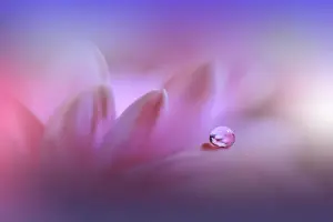 Beautiful Nature Background.Amazing Spring Flowers.Water drop.Extreme close up macro photography.Abstract Fantasy Art.Artistic Creative Wallpaper.Pure