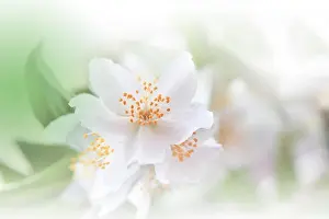 Beautiful Nature Background.Colorful Artistic Wallpaper.Abstract Macro Photography.Creative Floral Art Design.White Color.Jasmine Flower.Copy Space
