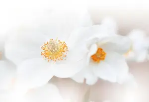 Beautiful Nature Background.Colorful Artistic Wallpaper.Natural Abstract Macro Photography.Creative Floral Art Design.White Color.Anemone Flowers.Pure