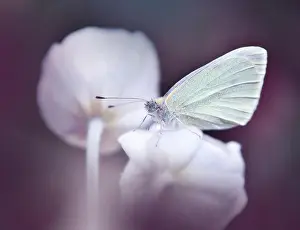 Beautiful Nature Background.Colorful Artistic Wallpaper.Natural Abstract Macro Photography.Creative Floral Art Design.Butterfly and Anemone Flower