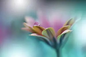 Beautiful Nature Background.Colorful Artistic Wallpaper.Natural Macro Photography.Beauty in Nature.Creative Floral Art.Blurred space for your text