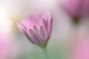 Beautiful Nature Background.Colorful Artistic Wallpaper.Natural Macro Photography.Beauty in Nature.Creative Floral Art.Blurred space for your text