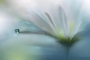 Beautiful Nature Background.Colorful Artistic Wallpaper.Natural Macro Photography.Beauty in Nature.Creative Floral Art.Tranquil scene.Abstract Flowers
