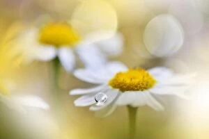 Images Dated 22nd May 2019: Beautiful Nature Background.Floral Art Design.Abstract Macro Photography.White Daisy Flower.White
