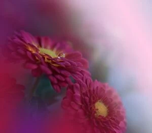 Images Dated 20th July 2016: Beautiful Nature Background.Floral Art Design.Abstract Macro Photography.Red Daisy Flower.Pastel