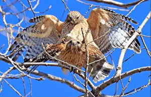 A beautiful pair of Red-shouldered Hawks mating in a tree, Quebec, Canada