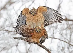 A beautiful pair of Red-shouldered Hawks mating in a tree, Quebec, Canada