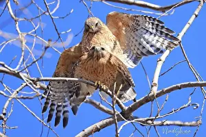 Red Shouldered Hawk Prints: A beautiful pair of Red-shouldered Hawks mating in a tree, Quebec, Canada