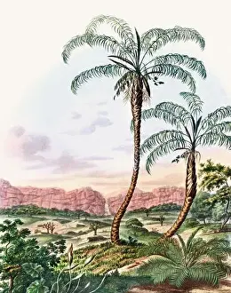 Tropical Plants Prints: Beautiful Palm Landscape: Botanical palm tree illustration in their natural habitat