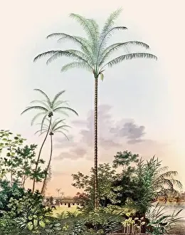 Tropical Plants Prints: Beautiful Palm Landscape: Botanical palm tree illustration in their natural habitat