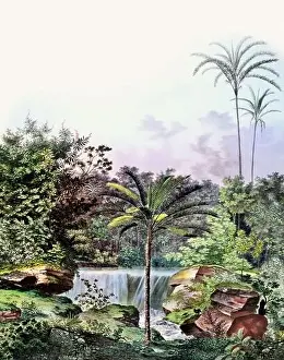 Tropical Plants Prints: Beautiful Palm Landscape: Botanical palm tree illustration in their natural habitat
