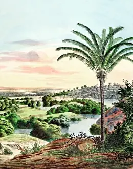 Tropical Plants Prints: Beautiful Palm Landscape: Botanical palm tree illustration in their natural habitat