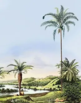 Tropical Plants Prints: Beautiful Palm Landscape: Botanical palm tree illustration in their natural habitat