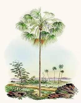 Tropical Plants Prints: Beautiful Palm Landscape: Botanical palm tree illustration in their natural habitat