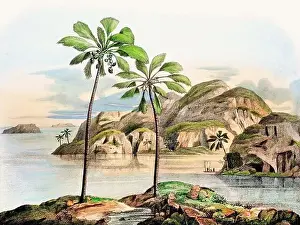 Tropical Plants Prints: Beautiful Palm Landscape: Botanical palm tree illustration in their natural habitat