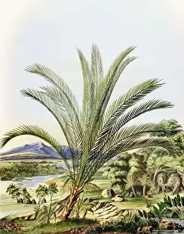Tropical Plants Prints: Beautiful Palm Landscape: Botanical palm tree illustration in their natural habitat