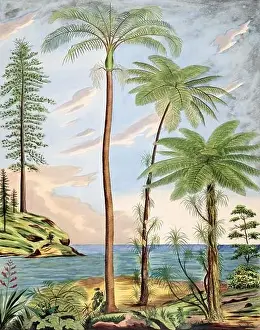Tropical Plants Prints: Beautiful Palm Landscape: Botanical palm tree illustration in their natural habitat